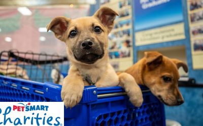 New Charity Partner: PetSmart Charities