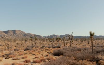 New Charity Partner: Mojave Desert Land Trust